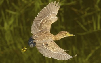 Juveniler Nachtreiher (Nycticorax nycticorax)