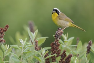 Common Yellowthroat (Geothlypis trichas) perched on a branch in Victoria, BC, Canada