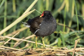 Common Moorhen (Gallinula chloropus), Eilat, Israel