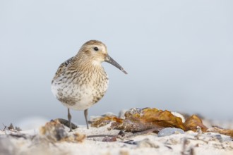 Alpenstrandläufer, Calidris alpina Dunlin, Calidris alpina