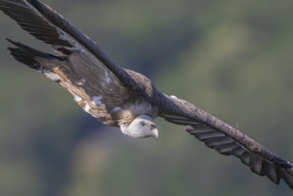 Griffon Vulture (Gyps fulvus) flying, Italy