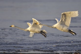 Whooper Swan (Cygnus cygnus) flying, Lower Saxony, Germany