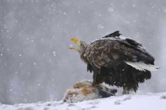 White-tailed Eagle (Haliaeetus albicilla) calling, Norway