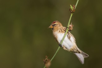 Lesser Redpoll (Acanthis cabaret), Schleswig-Holstein, Germany