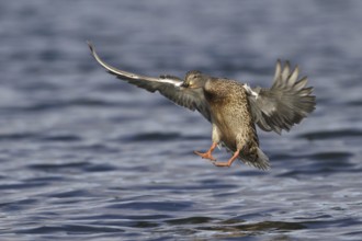 Mallard (Anas platyrhynchos) female flying, British Columbia, Canada