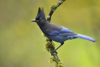 Steller's Jay (Cyanocitta stelleri), British Columbia, Canada
