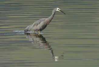 White-faced Heron (Egretta novaehollandiae), New Zealand