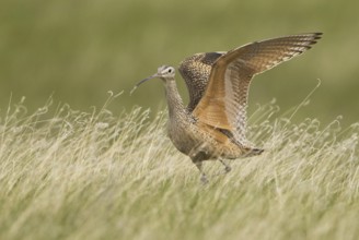 Long-billed Curlew (Numenius americanus), Alberta, Canada