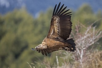 Griffon Vulture (Gyps fulvus) flying, Pyrenees, Spain