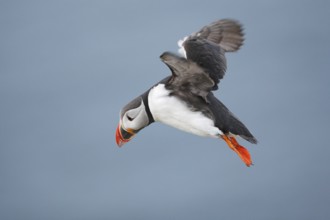Atlantic Puffin (Fratercula arctica) flying, Norway