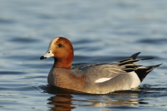Eurasian Wigeon (Mareca penelope) male, Arizona, USA