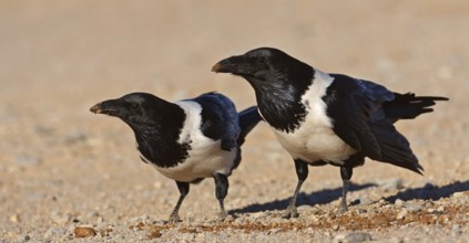 Pied Crow (Corvus albus), Hardap, Namibia