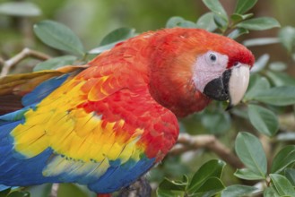 Scarlet Macaw (Ara macao), Costa Rica