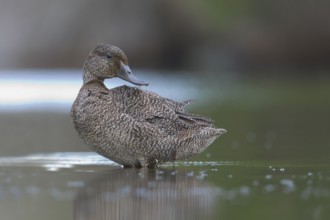 Freckled Duck (Stictonetta naevosa) female, Victoria, Australia