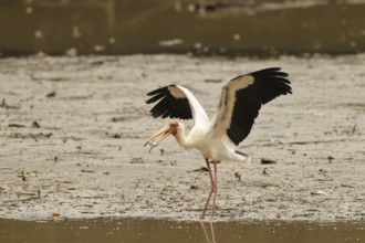 Milky Stork (Mycteria cinerea), Singapore
