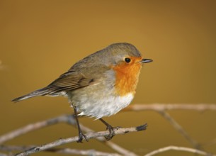 European Robin (Erithacus rubecula), Vila Franca de Xira, Portugal