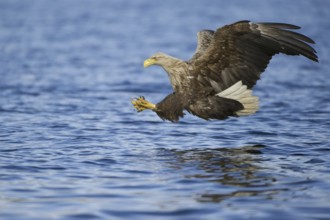 White-tailed Eagle (Haliaeetus albicilla) flying, Nord-Trondelag, Norway