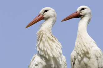 White Stork (Ciconia ciconia), Lower Saxony, Germany