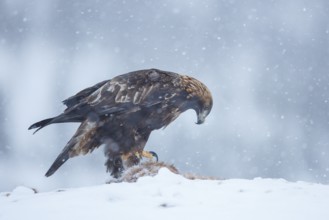 Golden Eagle (Aquila chrysaetos), Norway
