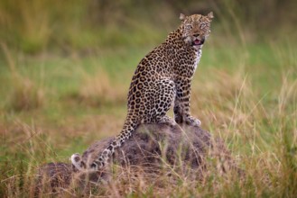 Uganda wildlife. Leopard, Panthera pardus shortidgei, hidden head portrait in the nice orange