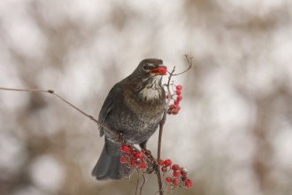 Common Blackbird (Turdus merula) juvenile, Lower Saxony, Germany