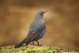 Blue rock thrush, Monticola solitarius, bird sitting on thne moss stone in the nature habitat. Blue