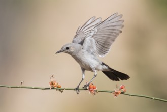 Blackstart (Oenanthe melanura) perched on a twig, Eilat, Israel