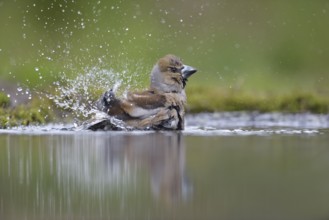 Hawfinch (Coccothraustes coccothraustes) bathing, Netherlands