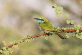 Green Bee-eater (Merops orientalis), Eilat, Israel