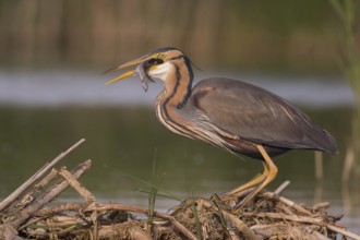 Purple Heron (Ardea purpurea) with fish prey in beak, Subotica, Serbia