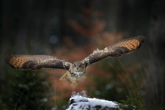 Eagle owl landing on snowy tree stump in forest. Flying Eagle owl with open wings in habitat with