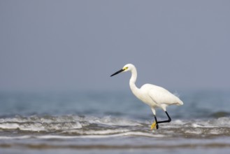 Little Egret (Egretta garzetta), Sam Roi Yot, Thailand