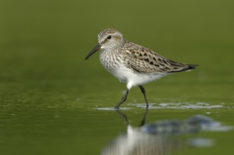 White-rumped Sandpiper (Calidris fuscicollis), Texas, USA