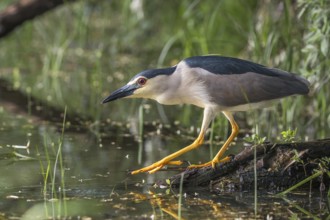 Black-crowned Night Heron (Nycticorax nycticorax) foraging, Subotica, Serbia