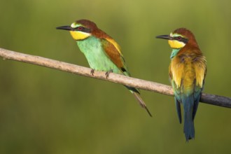 European Bee-eater (Merops apiaster) pair perched on a branch, Saxony-Anhalt, Germany