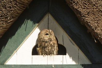 Tawny Owl (Strix aluco), Hamburg, Germany