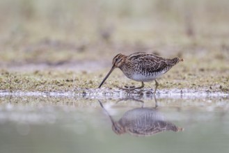 Common Snipe (Gallinago gallinago) foraging, North Rhine-Westphalia, Germany