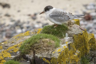 Arctic Tern (Sterna paradisaea), young on stone, Farne Islands, United Kingdom