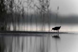 Water Rail (Rallus aquaticus), Mecklenburg-Western Pomerania, Germany
