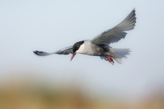 Whiskered Tern (Chlidonias hybrida) flying, Victoria, Australia
