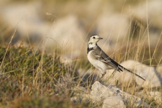 White Wagtail - Bachstelze - Motacilla alba ssp. alba, Croatia
