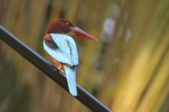 White-throated Kingfisher (Halcyon smyrnensis), Negombo, Sri Lanka