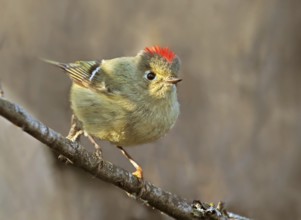 Ruby-crowned Kinglet (Regulus calendula) male, Saskatchewan, Canada