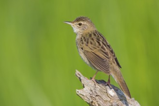 Common Grasshopper Warbler (Locustella naevia), Germany
