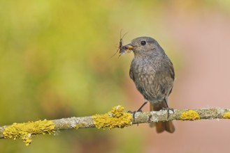 Black Redstart (Phoenicurus ochruros) female with insect prey in beak, Bavaria, Germany