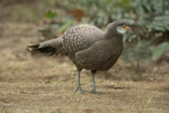 Grey Peacock-Pheasant (Polyplectron bicalcaratum) male, Yunnan, China