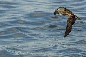 Scopoli's Shearwater (Calonectris diomedea) flying, Tuscany, Italy