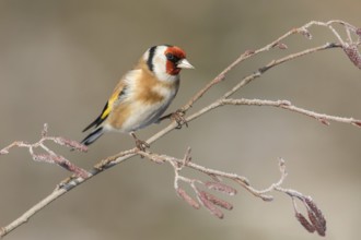European Goldfinch (Carduelis carduelis) perched on a twig, Poland