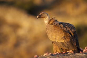 Griffon Vulture (Gyps fulvus), Madrid, Spain