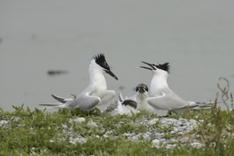 Sandwich Tern (Thalasseus sandvicensis) chick, Texel, Netherlands